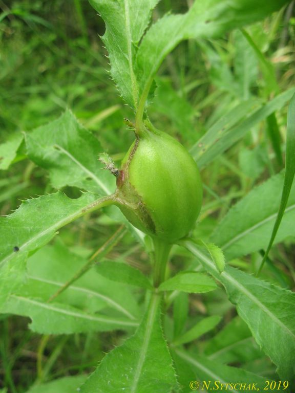Urophora cardui (Linnaeus, 1758)