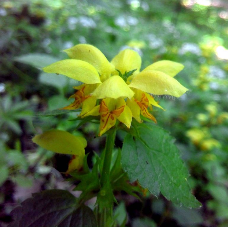 Lamium galeobdolon (L.) L.