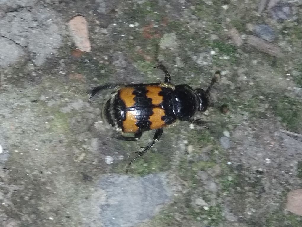 Nicrophorus vespillo (Linnaeus, 1758)