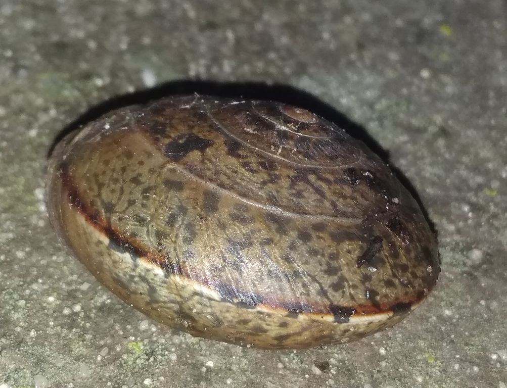 Drobacia banatica (Rossmässler, 1838)