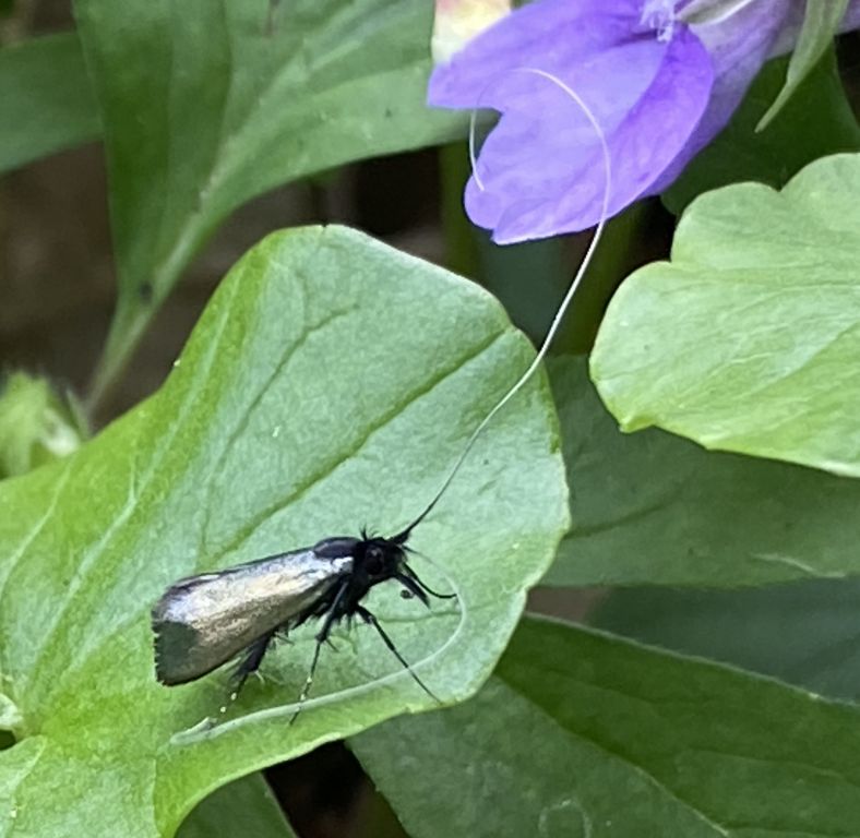 Adela reaumurella (Linnaeus, 1758)