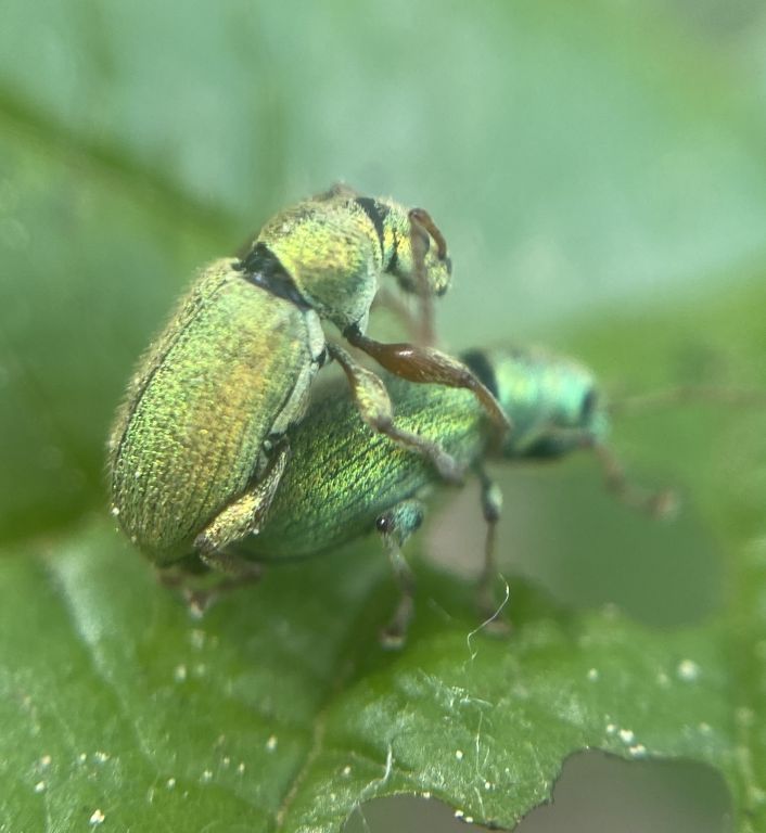 Phyllobius (Dieletus) argentatus (Linnaeus, 1758)