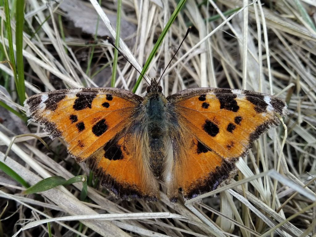 Nymphalis xanthomelas (Esper, 1781)