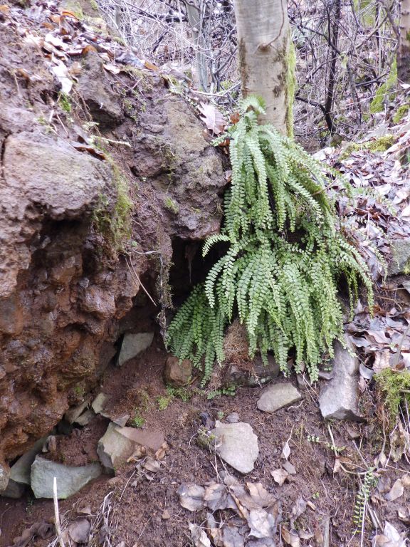 Asplenium trichomanes L.