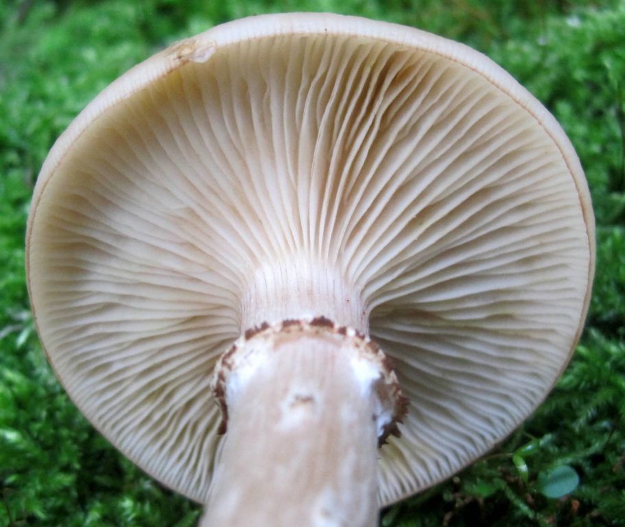 Armillaria