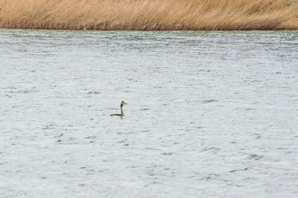 Podiceps cristatus (Linnaeus, 1758)