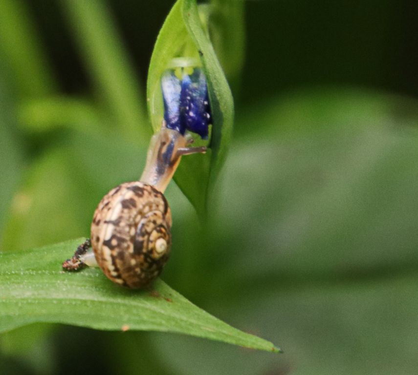 Helicoidea
