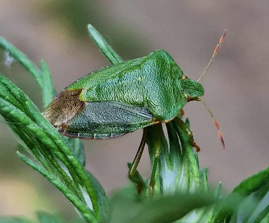 Palomena prasina (Linnaeus, 1761)