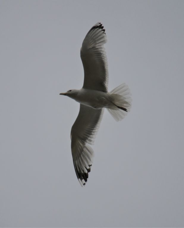 Larus cachinnans Pallas, 1811