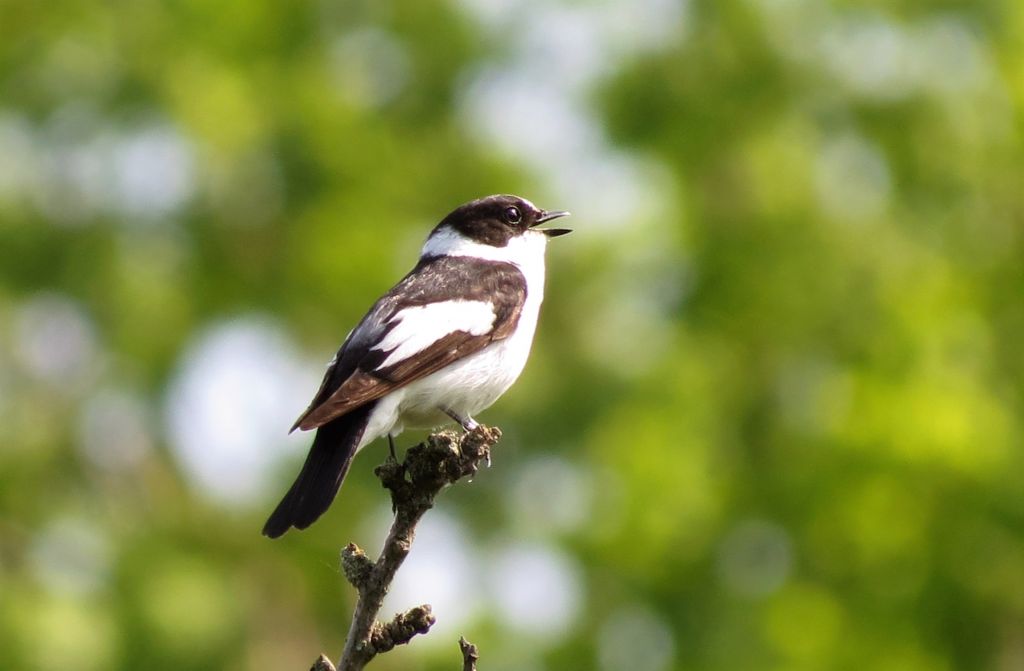 Ficedula albicollis (Temminck, 1815)