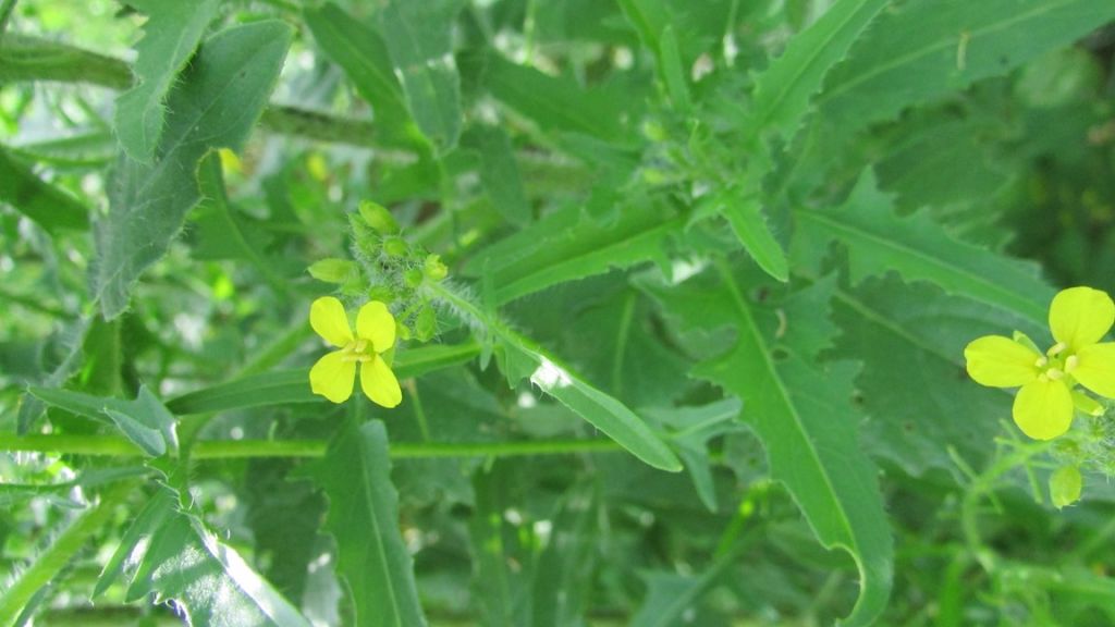 Sisymbrium loeselii L.