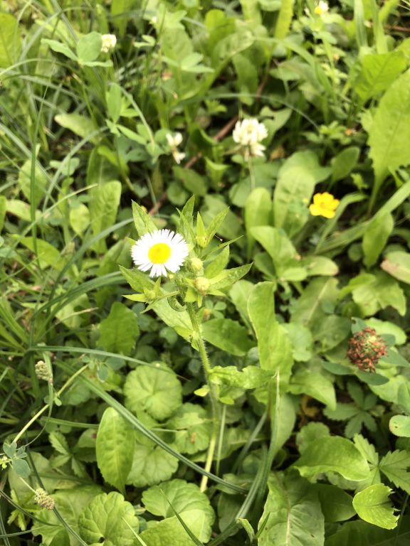 Erigeron annuus (L.) Pers.