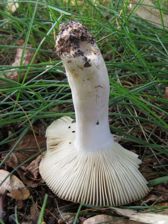 Russula