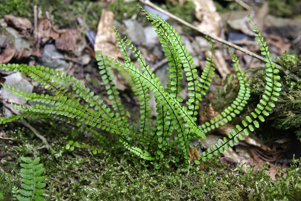 Asplenium trichomanes L.