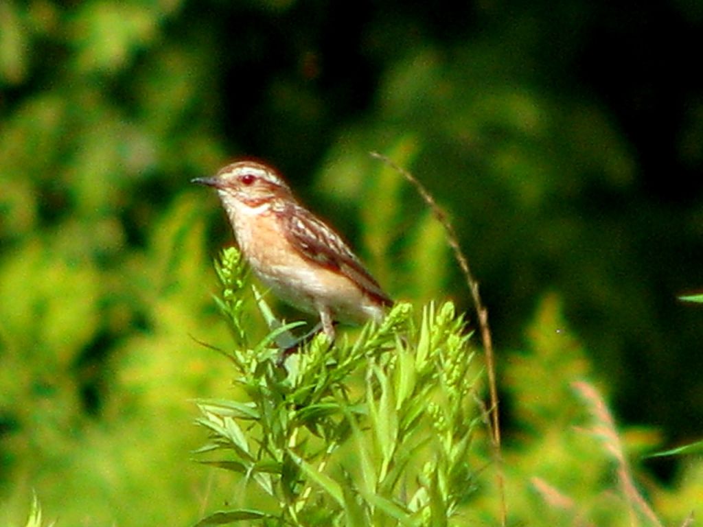 Saxicola rubetra (Linnaeus, 1758)