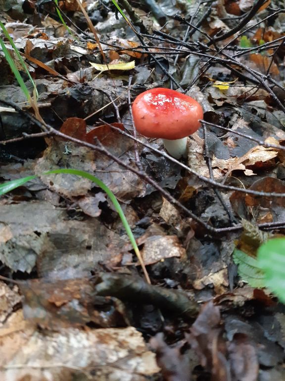 Russula