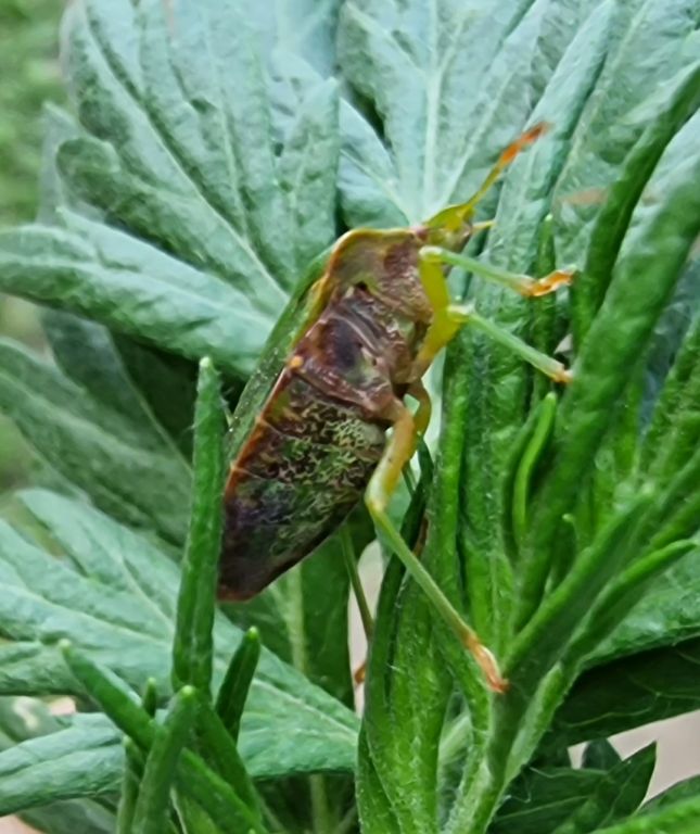 Palomena prasina (Linnaeus, 1761)