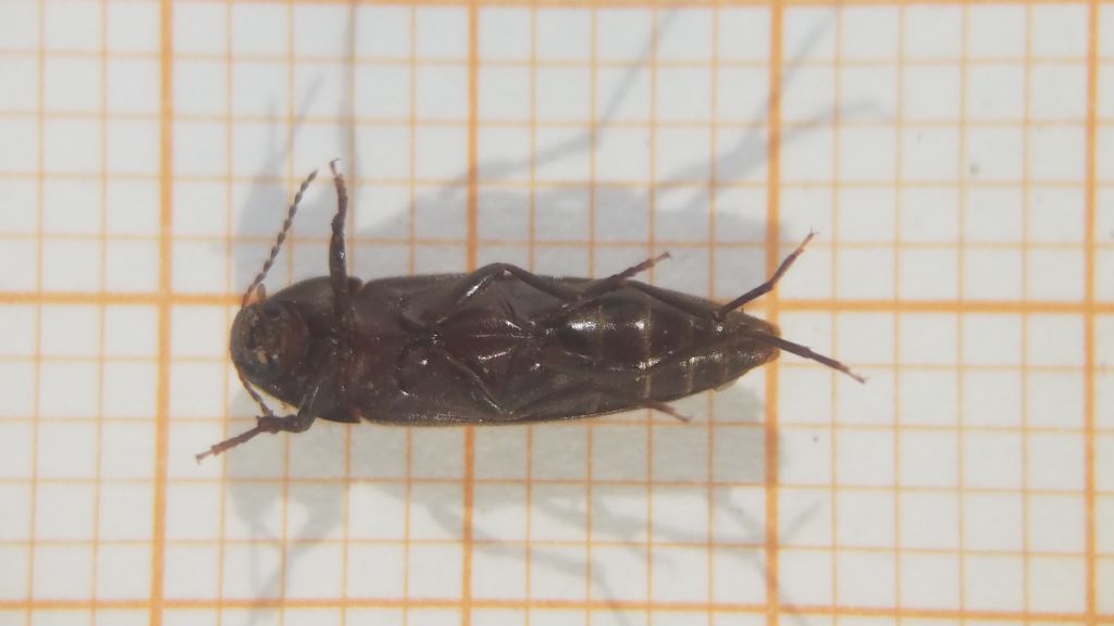 Dircaea liturata LeConte, 1866