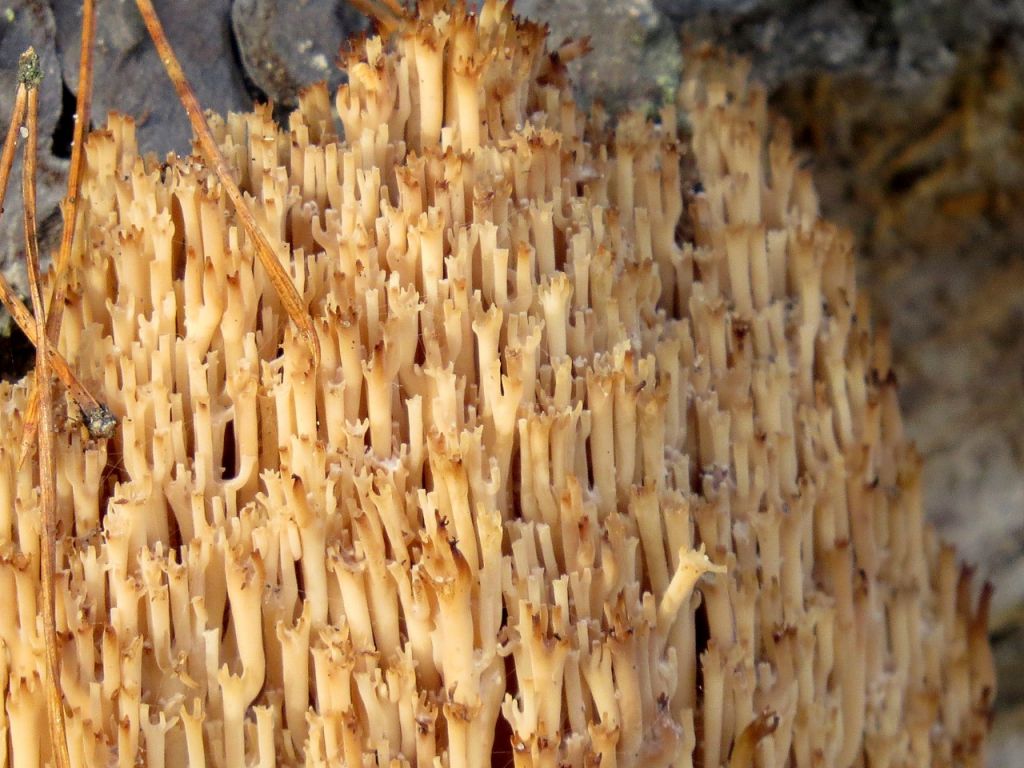 Artomyces pyxidatus (Pers.) Jülich