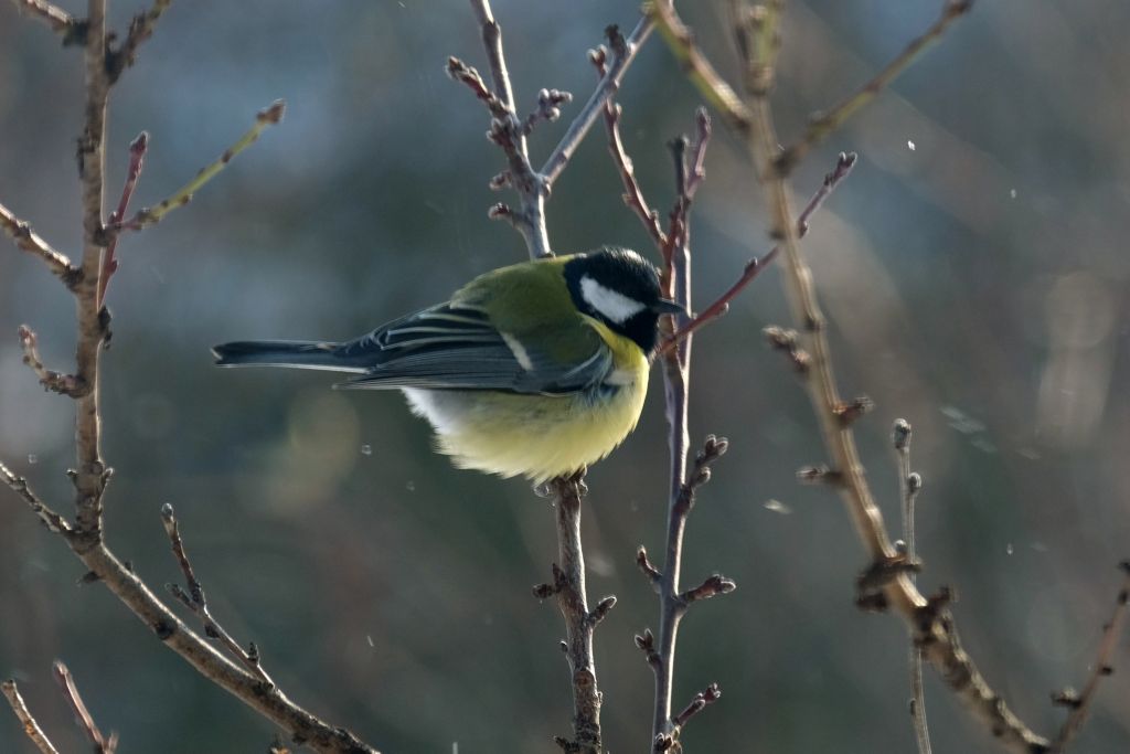 Parus major Linnaeus, 1758