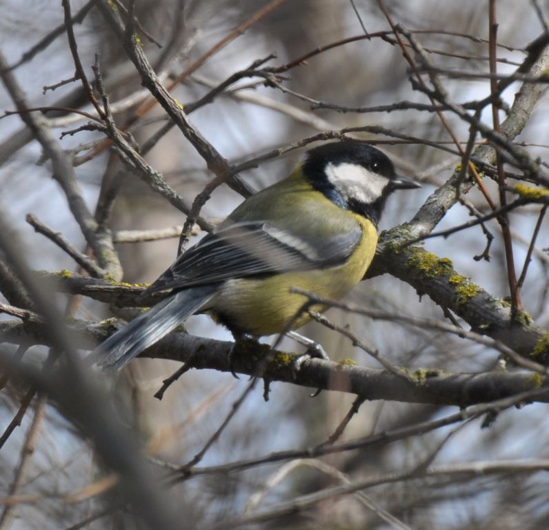 Parus major Linnaeus, 1758