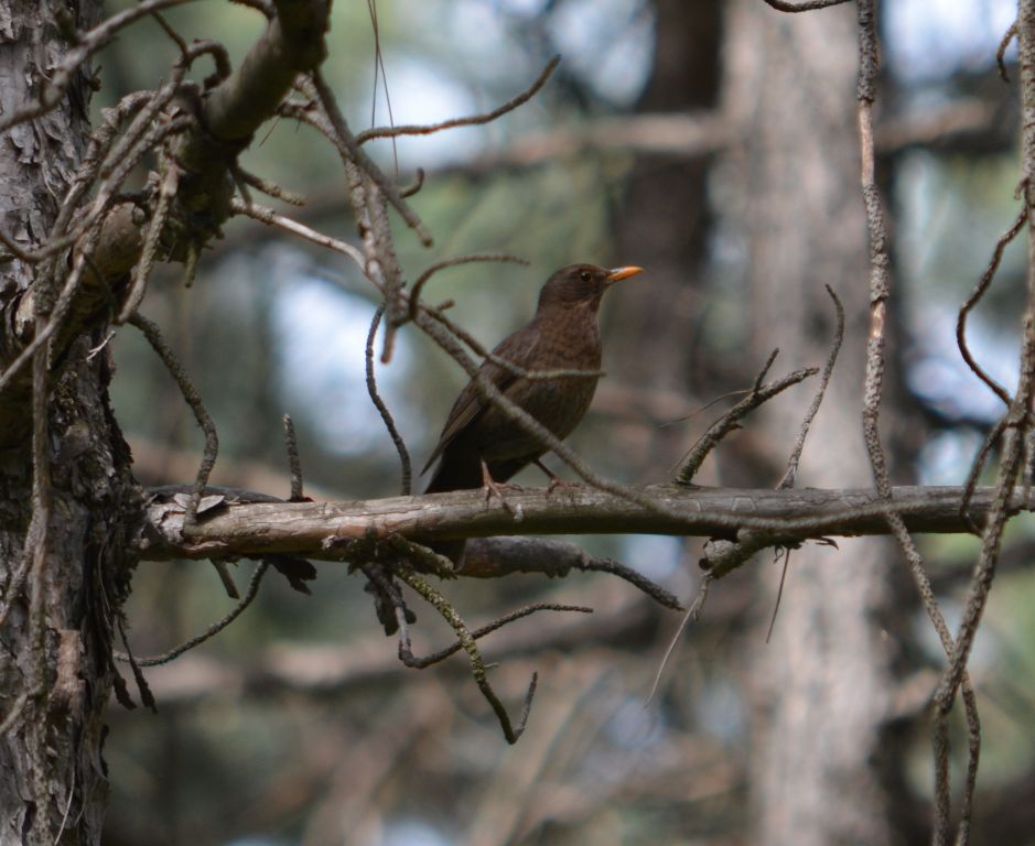 Turdus merula Linnaeus, 1758