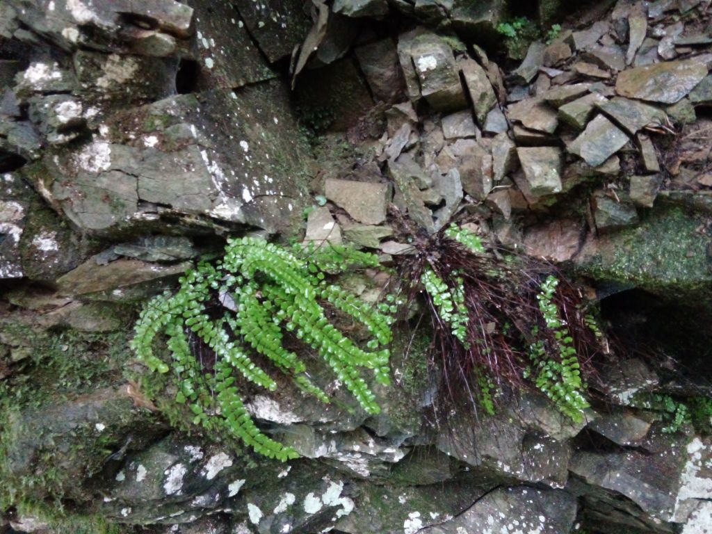 Asplenium trichomanes L.