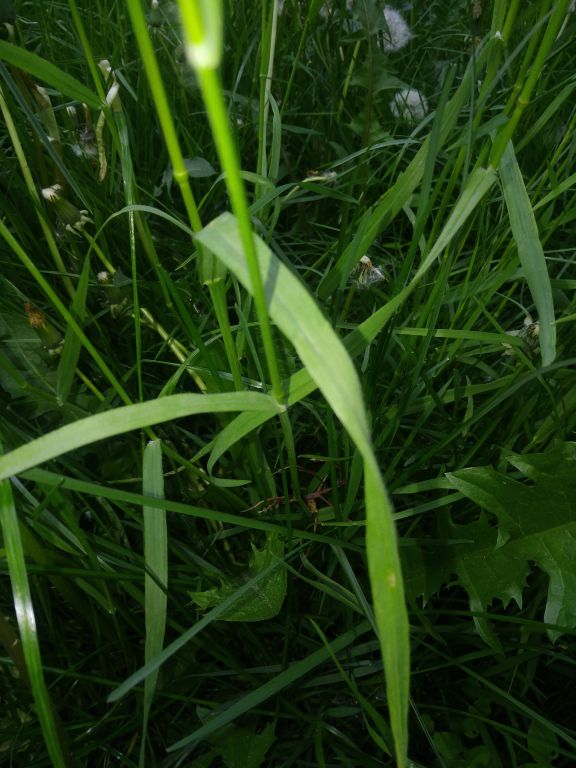 Bromus sterilis L.