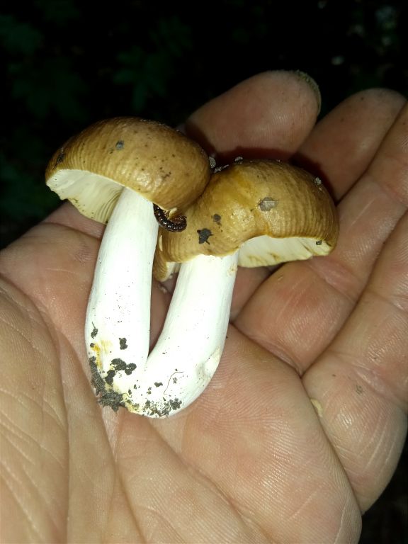 Russula
