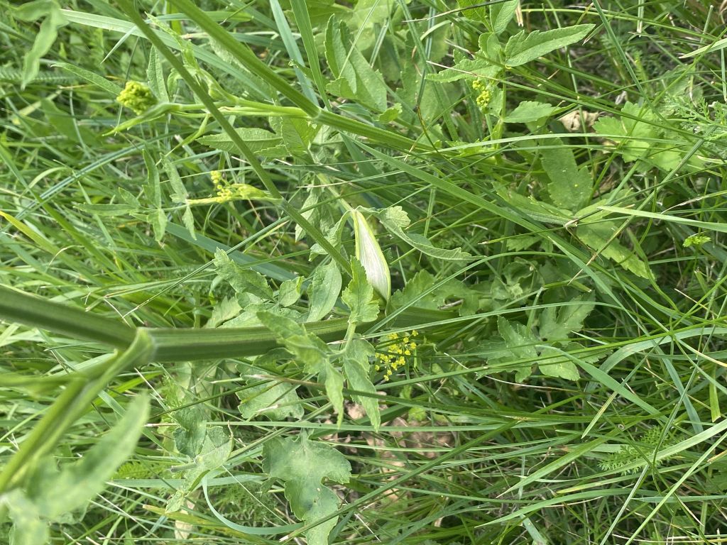 Pastinaca sativa L.
