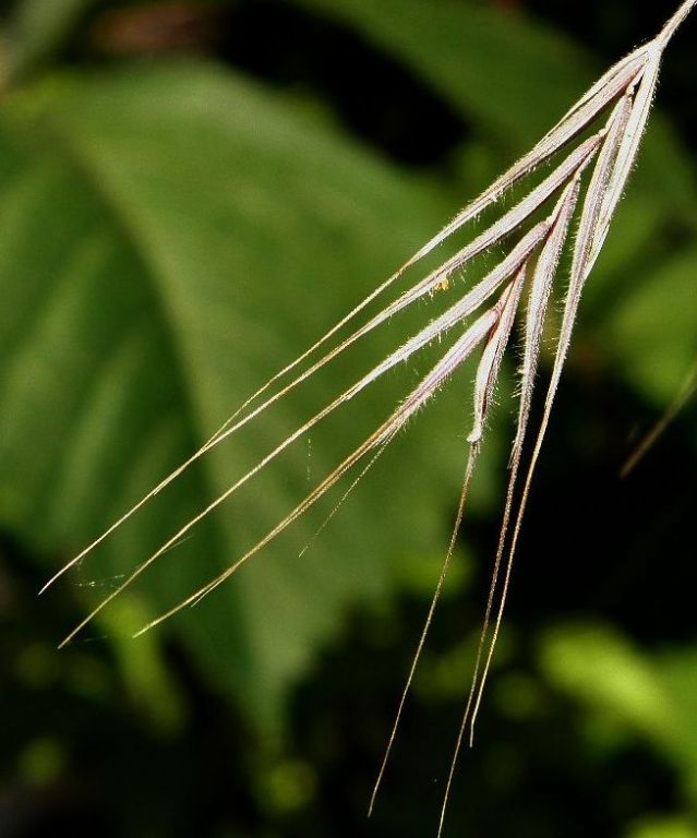 Bromus sterilis L.