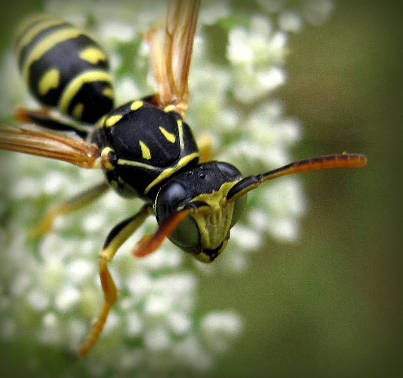 Polistes nimpha (Christ, 1791)
