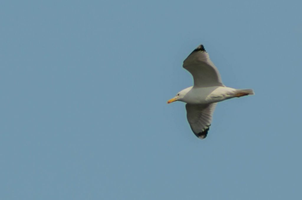Larus cachinnans Pallas, 1811