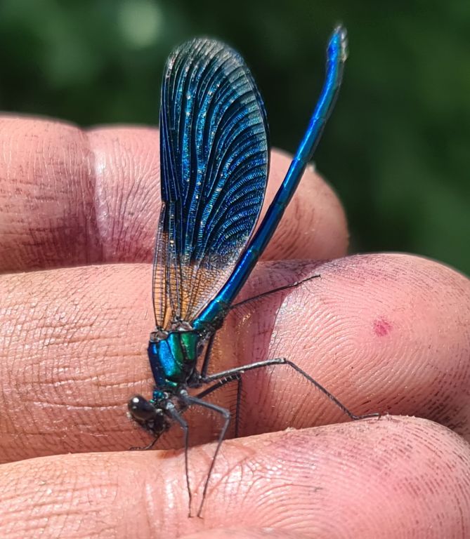 Calopteryx splendens (Harris, 1782)