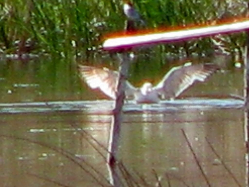 Larus cachinnans Pallas, 1811