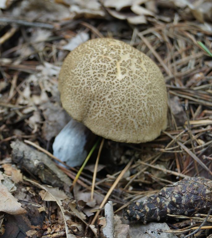 Xerocomellus chrysenteron (Bull.) Šutara