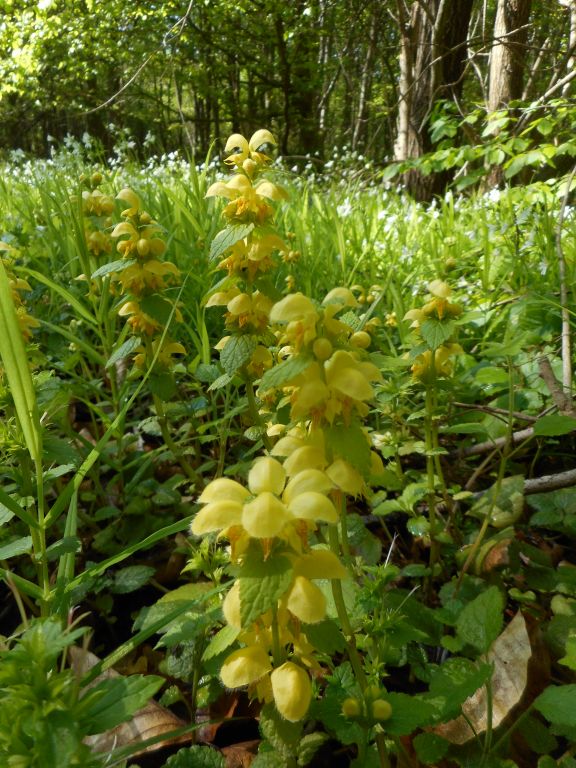 Lamium galeobdolon (L.) L.