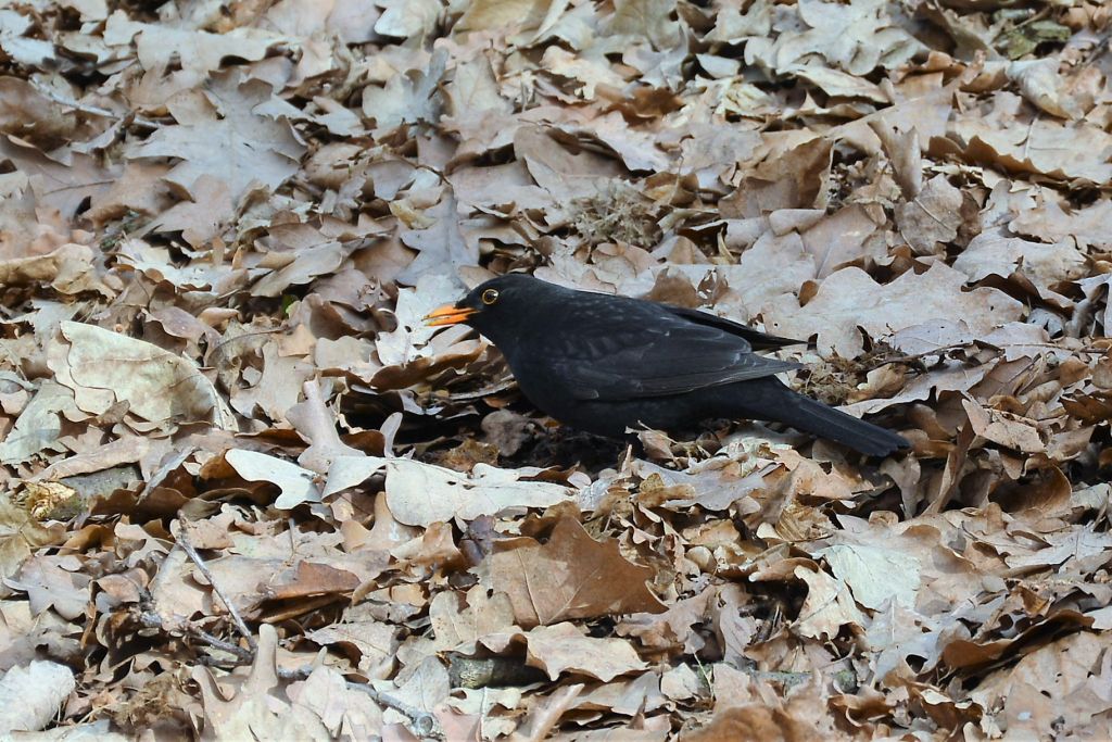 Turdus merula Linnaeus, 1758