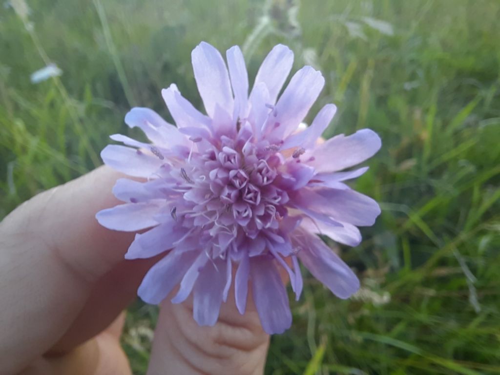 Knautia arvensis (L.) Coult.