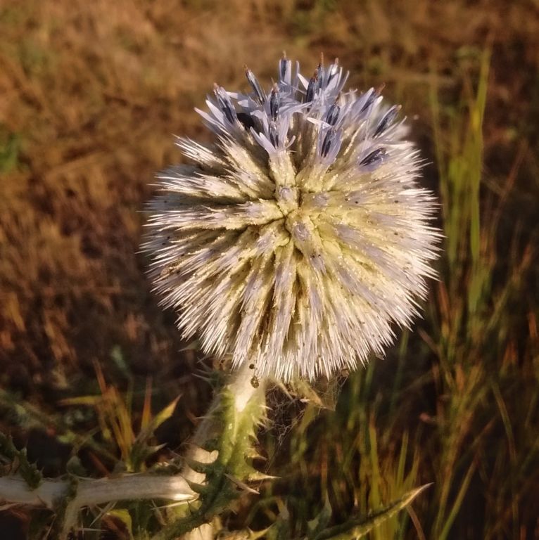 Echinops sphaerocephalus L.