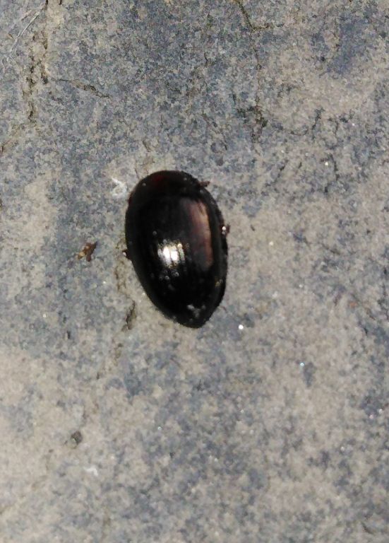 Scaphidema metallicum (Fabricius, 1792)