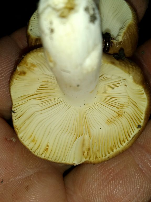 Russula