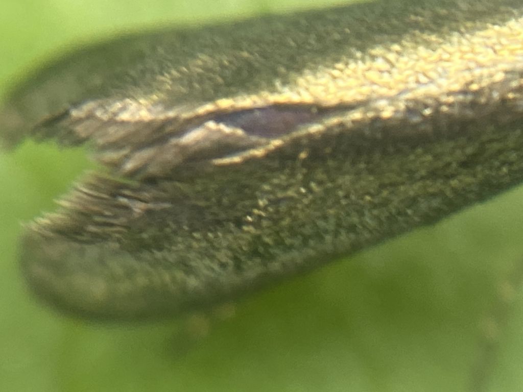 Adela reaumurella (Linnaeus, 1758)