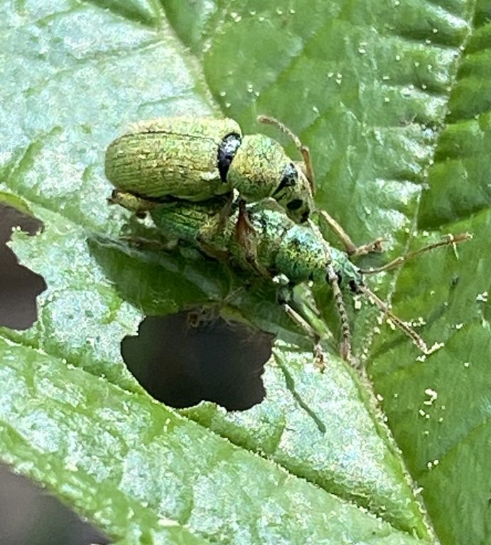 Phyllobius (Dieletus) argentatus (Linnaeus, 1758)