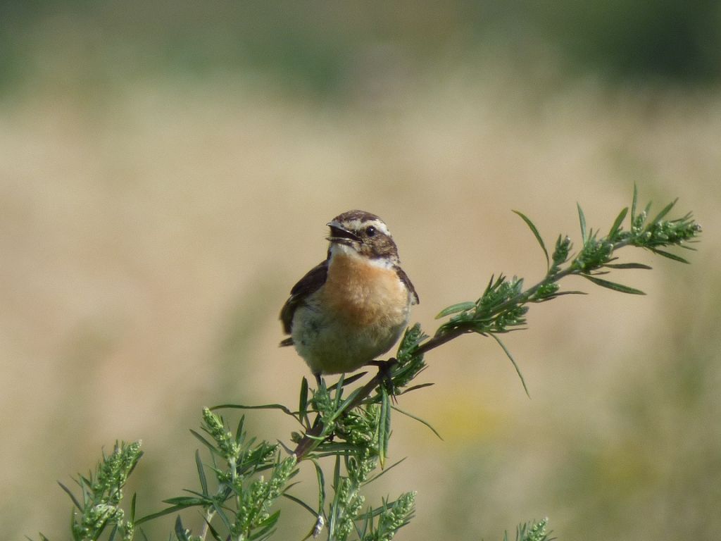 Saxicola rubetra (Linnaeus, 1758)
