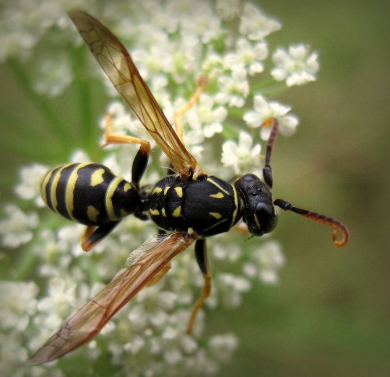 Polistes nimpha (Christ, 1791)