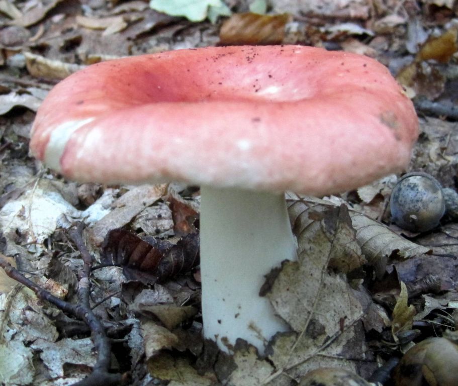 Russula