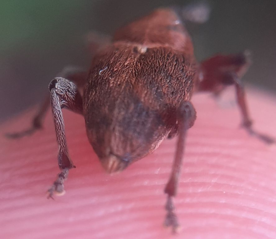 Curculio glandium Marsham, 1802