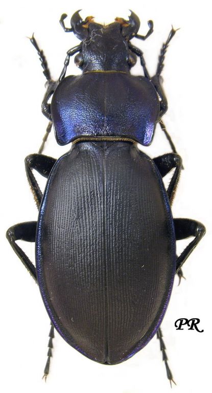 Carabus (Morphocarabus) rothi incompsus Kraatz, 1880