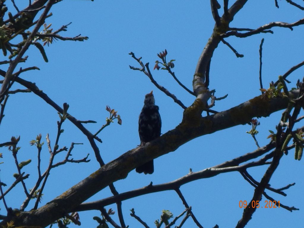 Turdus merula Linnaeus, 1758